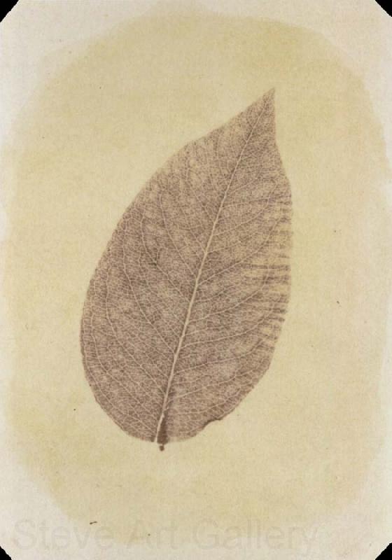 Willim Henry Fox Talbot Leaf with Its Stem Removed Norge oil painting art